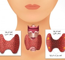 من خصائص الغدد جارات الدرقية
