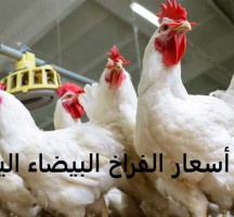 اسعار الفراخ البيضاء اليوم