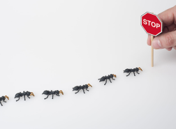 8 طرق للتخلص من النمل فى المنزل