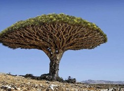 من هم اصحاب الايكة