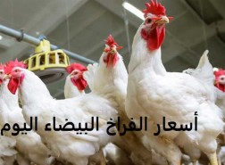 اسعار الفراخ البيضاء اليوم