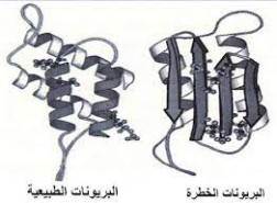 ترتبط البريونات الناتجة عن الطفرة مع أمراض