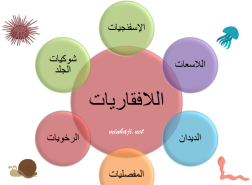 تمتاز الحيوانات الفقارية عن اللافقاريات ب