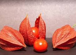 فوائد الاشواجندا