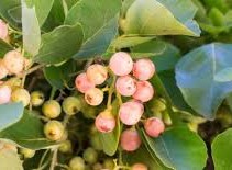 فوائد البمبر