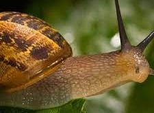 ما هو الحيوان الذي ينام ثلاث سنوات