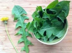 فوائد الهندباء