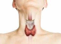 ما هي الغدة الدرقية