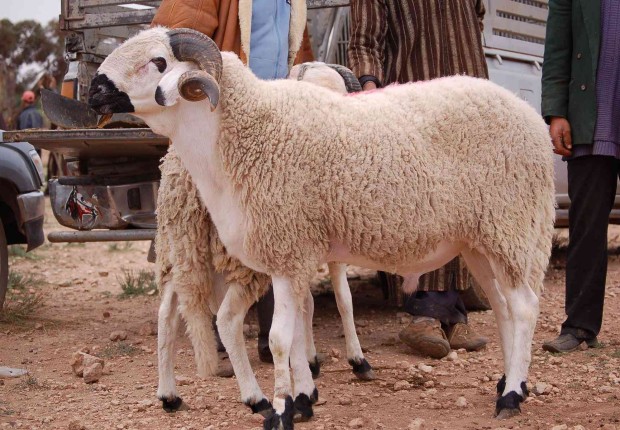 متى يجوز ذبح اضحية العيد