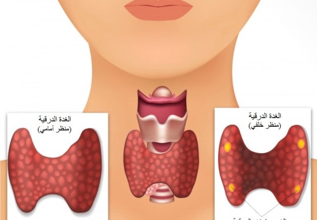 من خصائص الغدد جارات الدرقية