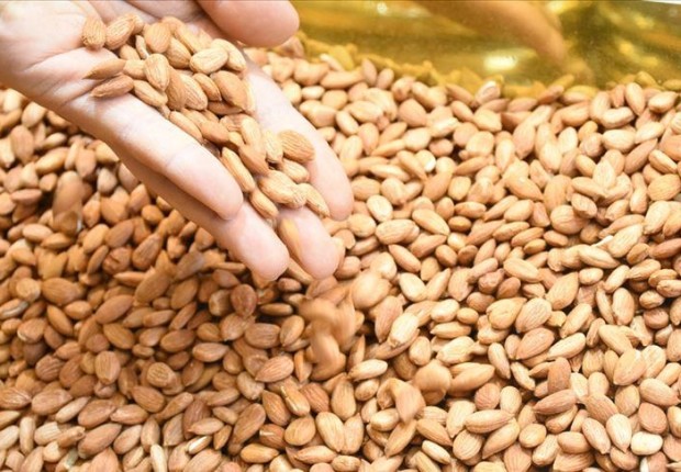 بذور المشمش
