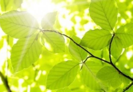 اي اجزاء النبات هو المسؤول عن انتاج البذور