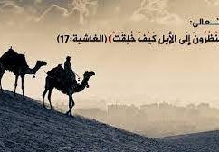 تفسير"أفلا ينظرون إلى الإبل كيف خلقت"