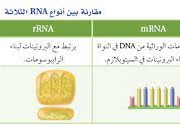 يسمى الجزء من ال dna المحمول على الكروموسوم والمسؤول عن تصنيع بروتين بالجين