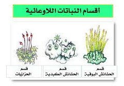 من النباتات اللاوعائية اللابذرية الحزازيات وحشيشة الكبد