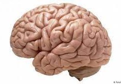 إذا تلف مخيخ قرد فأي المهام سيكون من الصعب عليه أداؤها؟