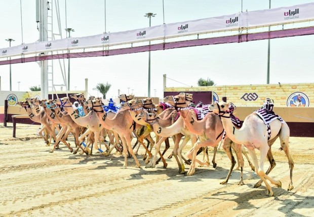 سباق الهجن في قطر