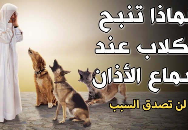 لماذا تنبح الكلاب عند سماع الاذان