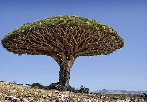 من هم اصحاب الايكة