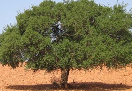 اين تمت بيعه الرضوان