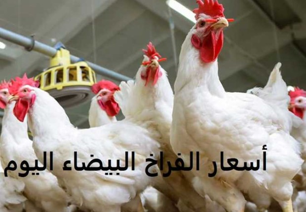 اسعار الفراخ البيضاء اليوم
