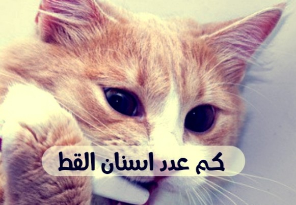 كم عدد اسنان القط