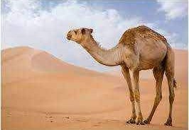 ما هو الحيوان الذى اطلق عليه العرب اسم أم حائل ؟