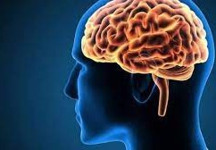 تنقل الرسائل الحسيه الى الدماغ