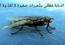 لسان الذبابة مُغَطًّى بشُعيرات صغيرة لا تُعَدُّ ولا تُحْصَى