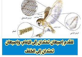 للقدم إصبعان تمتدان إلى الأمام، وإصبعان تمتدان إلى الخلف
