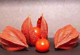 فوائد الاشواجندا