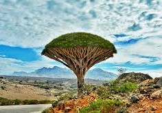 اين تقع جزيرة سقطرى