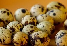 فوائد بيض السمان