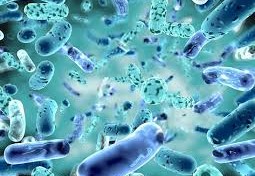 فوائد البكتيريا النافعة