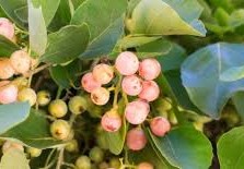 فوائد البمبر