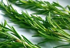 فوائد الروزماري للشعر