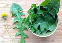 فوائد الهندباء