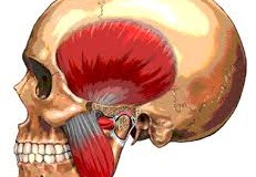 ما هو اهم عضو في جسم الانسان