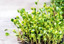 فوائد الرجلة