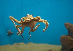 كم قلب يملك الاخطبوط