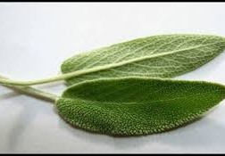 ما هو القصعين